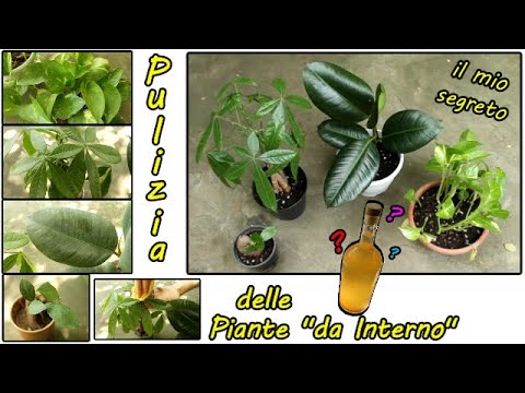 Video: Quante piante d'appartamento puliscono l'aria: numero consigliato di piante per stanza