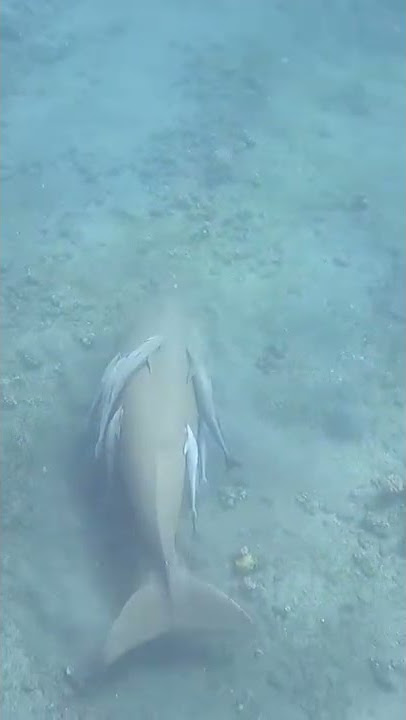 Dugong