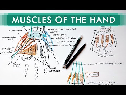 Muscles of the Hand - Origin, Insertion, Nerve Supply | Anatomy Tutorial