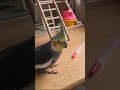 Cockatiel learning a new trick