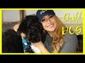 5 Ways to Calm High Energy Dogs NEED TO KNOW