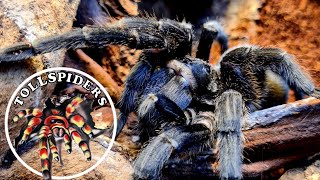 Paczka z De‼️ Grammostola anthracina Grammostola alticeps #tollspiders by TOLLSPIDERS 1,236 views 1 year ago 29 minutes