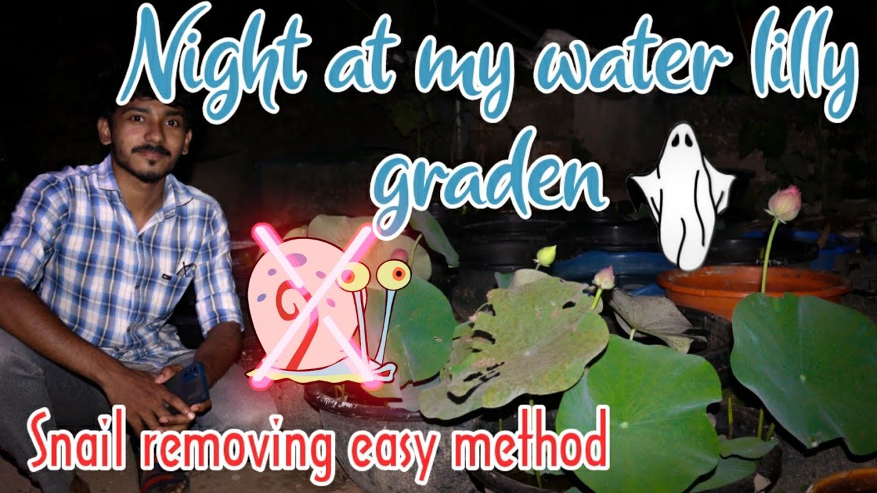 Water lily pond snail removing method | water lilly care | Water plants care | pro tips