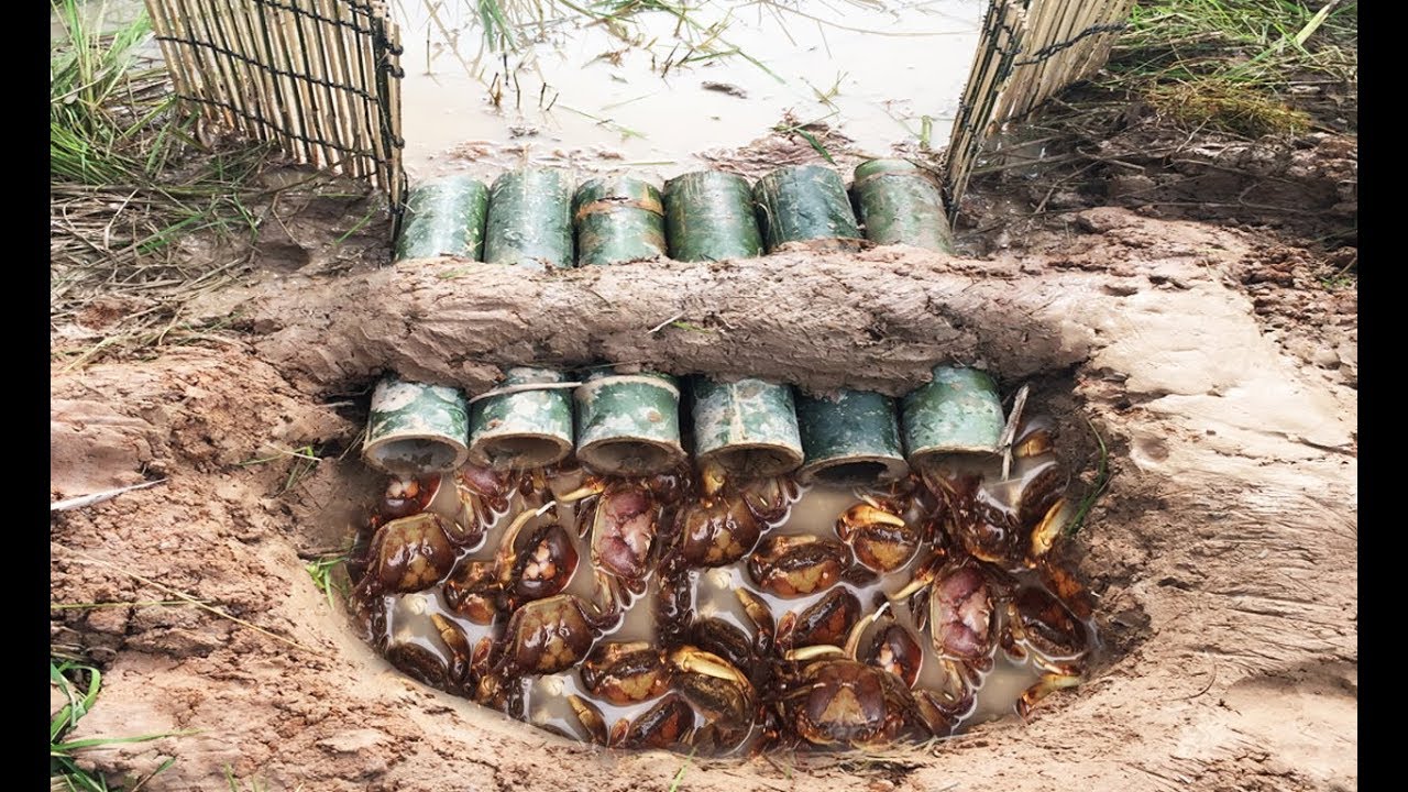 Wow! Smart Man Catch A Lot Of Crabs By Creative Deep Hole Crab Trap Using 6 Bamboo - YouTube