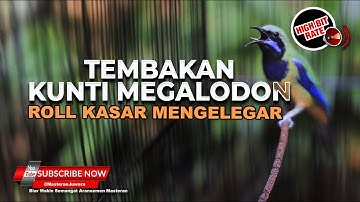 🔴Masteran Kunti Panjang Full Tembakan Materi Cucak Cungkok Super Gacor