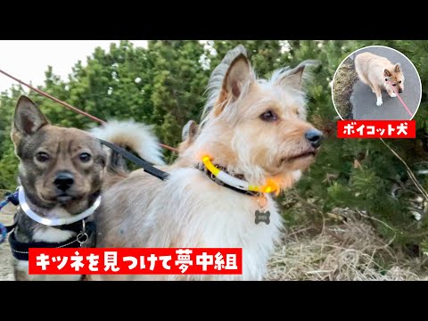 初めて３頭連れでさんぽに行ったら…みんな自由で大変だった…！
