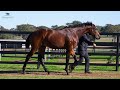 LOT 985: Tassort x Tavivalley COLT