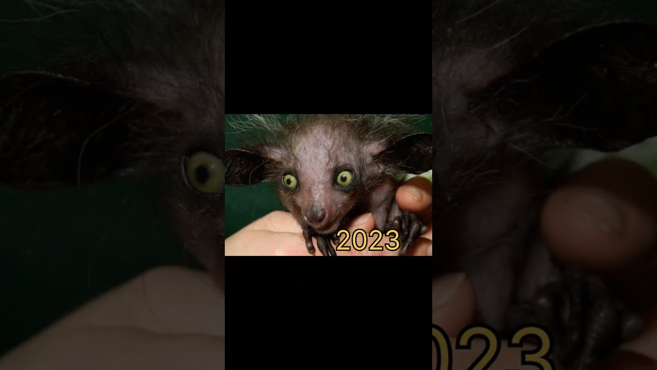 aye aye real life || mythical aye aye 