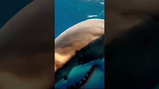 Great White Shark Attack
Great whites close up can be extremely dangerous. Great White Shark Attack