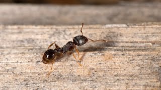 Битва муравьёв с личинками жука знахаря