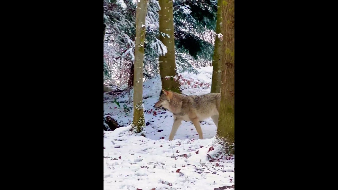 Wolf passes extremely close in the winter forest 🐺❄️🌲Волк в зимнем лесу проходит совсем рядом 🐺🌲