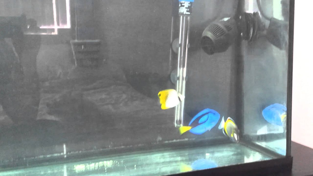 New fish and quarantine tank part 2 YouTube