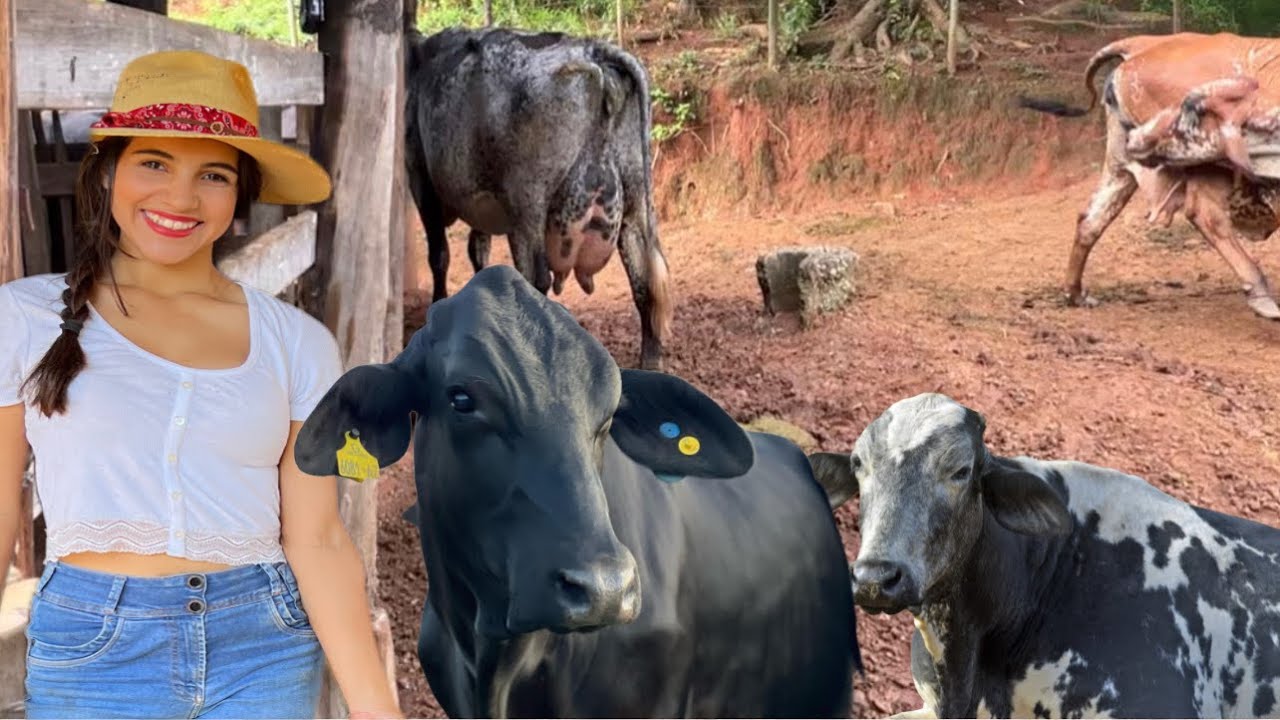 PRIMEIRO MANEJO DAS VACAS NO CURRAL!  Olha como foi.