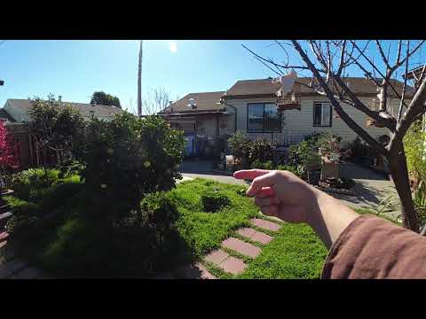 Canary free fly training