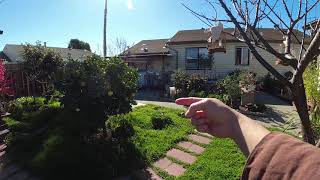 Canary free fly training