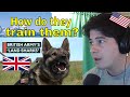 American Reacts British Army Dogs | Land Sharks