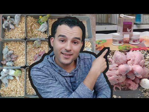 طريقة إعطاء أقوى محفز جنسي فرتي فيت لطيور مع مدة إستعماله للبادجي عشق