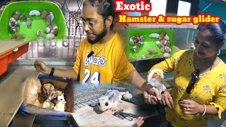 Indian Exotic Pet Sugar GliderHamster price in indiaExotic Pet Shop in kolkataKolkata Pet Shop