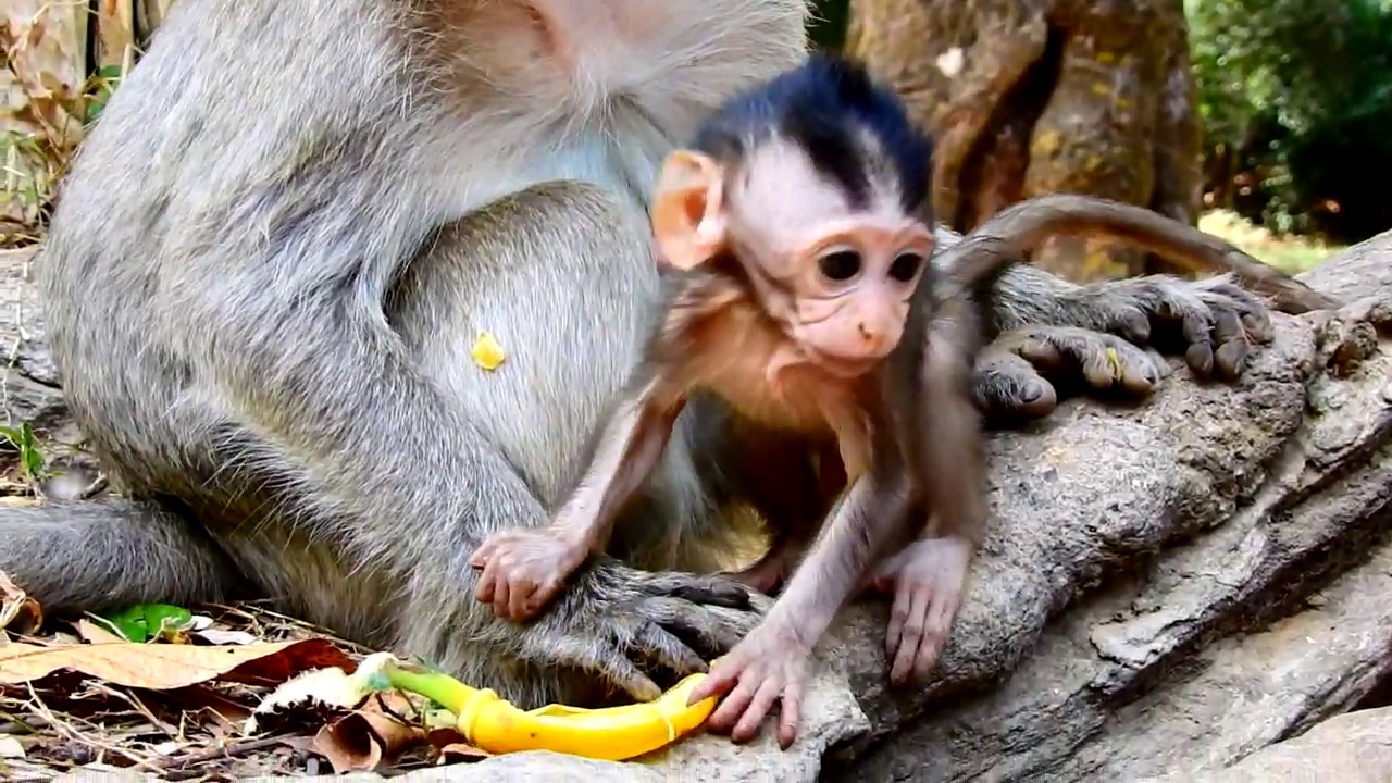 foundry Pretty Cute baby Monkeys In Very Active Moving Fast