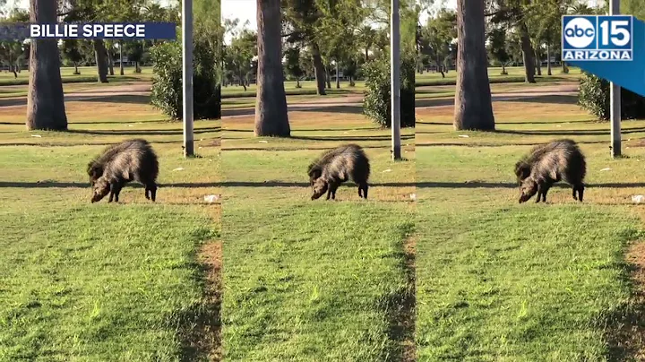KEEP YOUR DISTANCE! Javelina found in Central Phoenix - ABC15 Digital