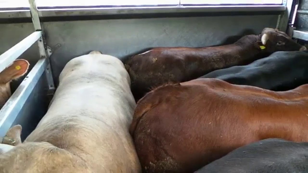 Abp Slaughter ABP Food Groups Ltd Slaughter House Vigil 16/05/2019 - YouTube