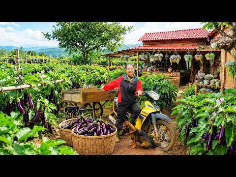 Harvest Eggplants Go To Market Sell - Stuffed Eggplants - Make Succulent Planter From Tree Branches