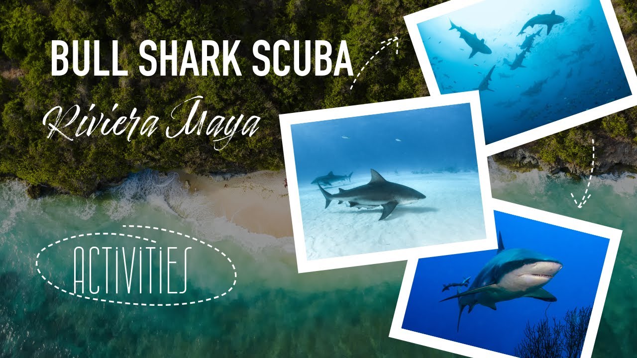 Bull Shark Encounters in Playa del Carmen : winter wonders - YouTube