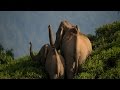 Living with Elephants
