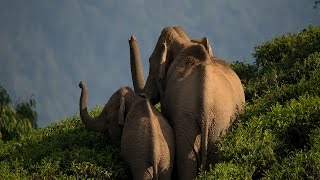 Living with Elephants