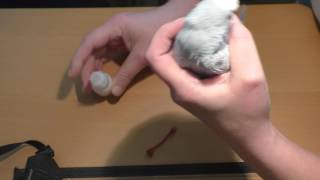 Hugos Medikamentengabe