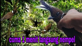 Tidak perlu waktu lama ‼️ mikat burung cililin hanya menggunakan mp3 tanpa burung pikat