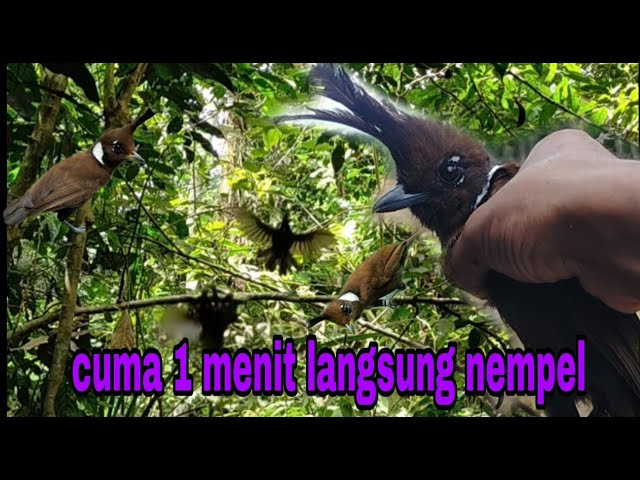 Tidak perlu waktu lama ‼️ mikat burung cililin hanya menggunakan mp3 tanpa burung pikat class=