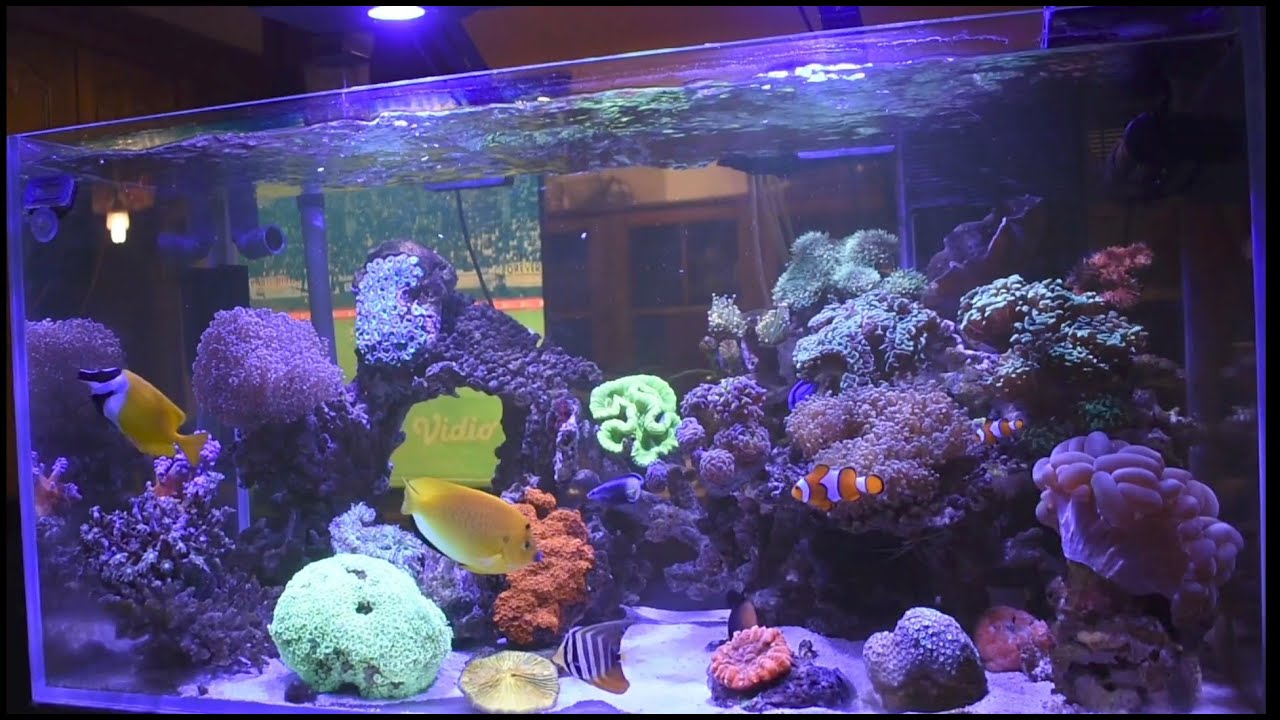 Lampu Aquarium Otomatis Spectra Aqua Knight V3 | ADA IKAN CANTIK | Sistem Dosing Aquarium Air Laut