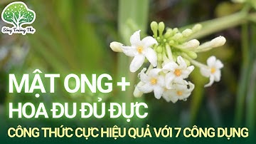 7 Lợi Ích Tuyệt Vời Từ Công Thức Hoa Đu Đủ Đực Ngâm Mật Ong