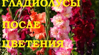 Гладиолусы после цветения. Что делать ?(, 2016-09-04T20:51:23.000Z)