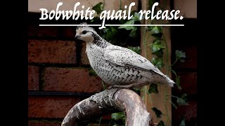 Bobwhite Quail aviary release.