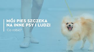 Mój pies szczeka na inne psy i ludzi. Co robić?