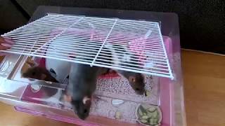 Jak Čistím Potkaní Klec.