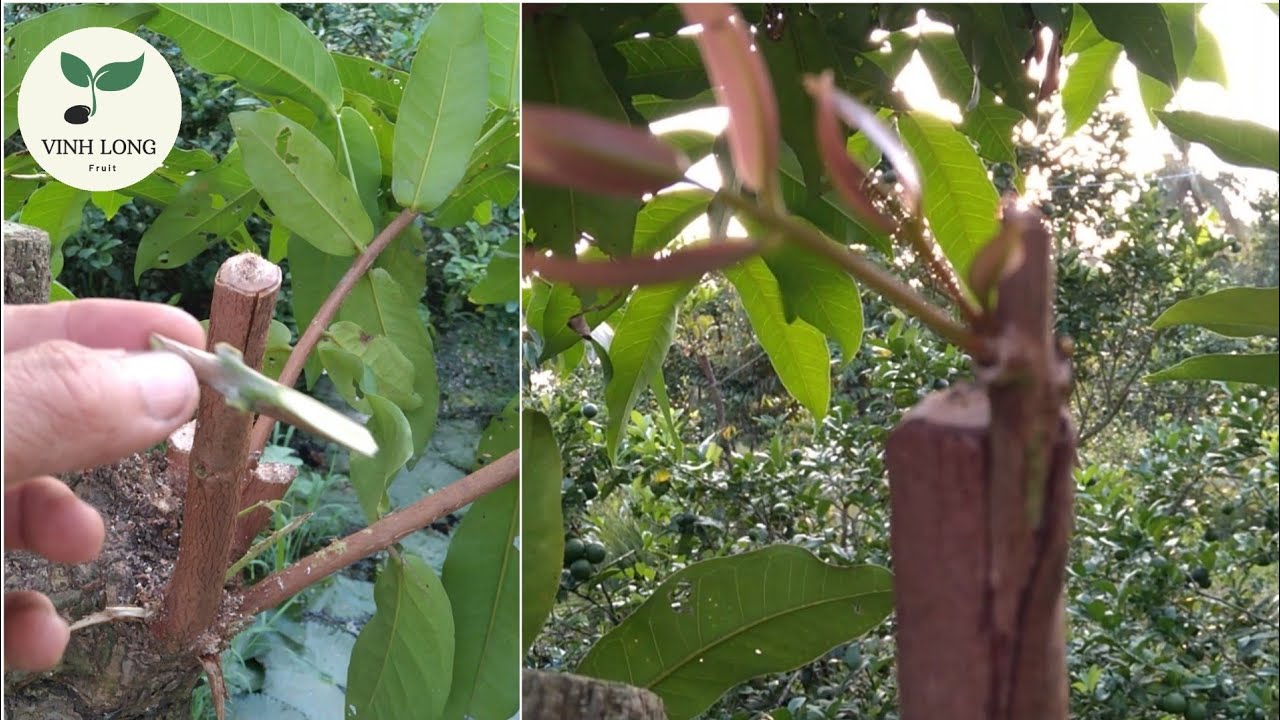 Cách ghép cây mận nhanh lên đọt non