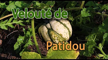 Comment éplucher le Patidou ?