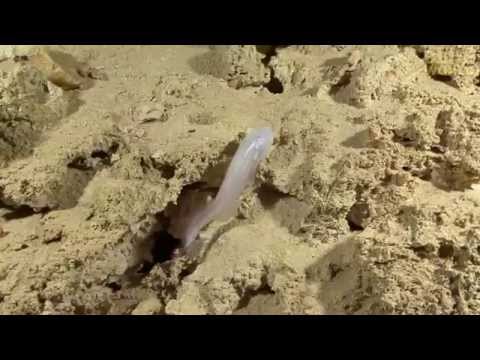 Thumb of The Alabama Cavefish Lives In Only One Cave On Earth video