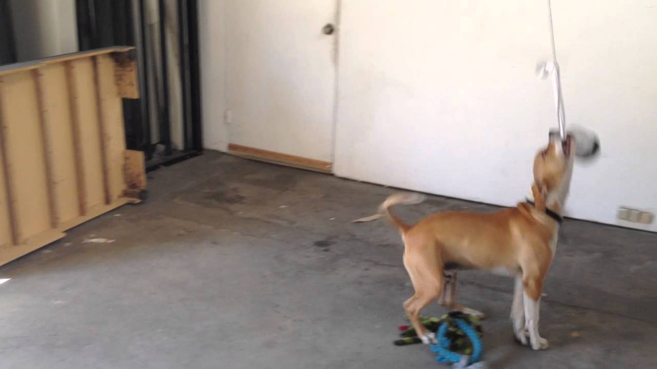 best-dog-toy-ever-youtube