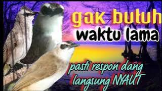 trucuk jenis apapnun pasti langsung respon mendengar suara trucuk betina saling bersahutan ini.