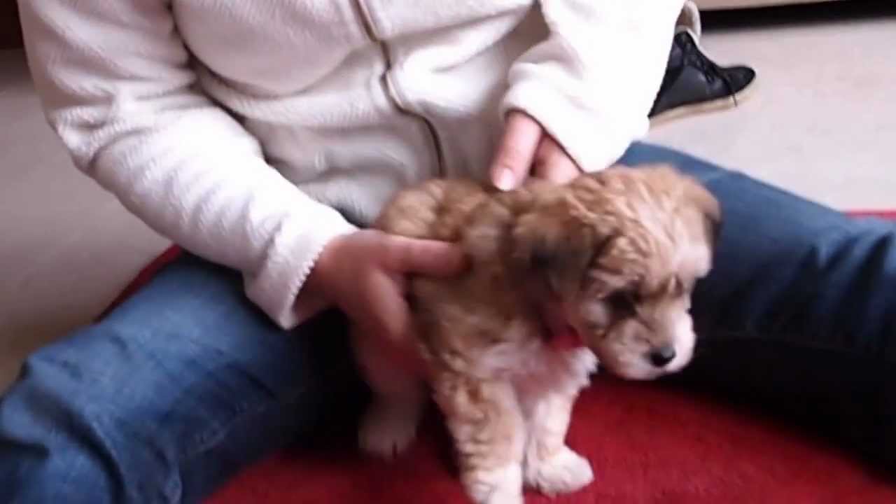 7 week old YoChon LuLu wears her collar for the first time! YouTube