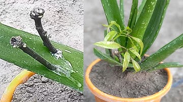 Technique Grafting Mango From Cutting And Get Growing Roots In Aloe Vera