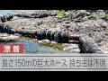 長さ150mの巨大ホースが岩場に漂着、持ち主は不明 石川県が撤去へ