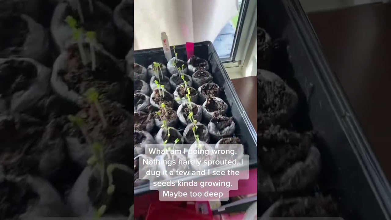 Troubleshooting Seed Sprouting Issues: Tips for Better Germination