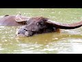 Wild Water Buffalo: Giants of Southeast Asia ๐