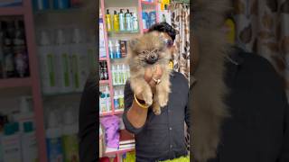 Pomeranian Male Puppy Sale Low Price. #pets #dogbreed