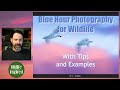 Blue Hour Photography for Wildlife
